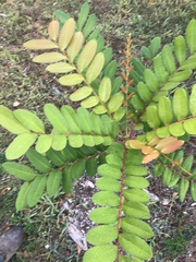 Simarouba