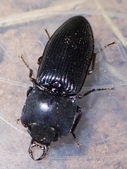 Aphileus