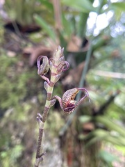 Scaphosepalum