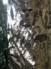 Litsea reticulata