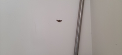 Lepidoptera