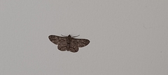 Lepidoptera