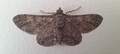 Lepidoptera