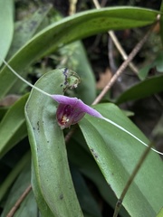Scaphosepalum