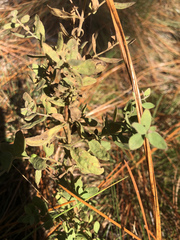 Eupatorium glaucescens