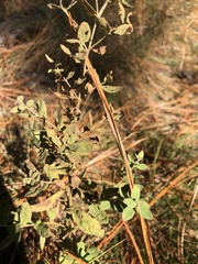 Eupatorium glaucescens