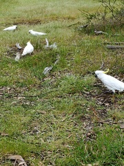 Cacatua galerita galerita