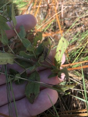 Eupatorium glaucescens