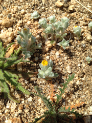 Eriophyllum pringlei