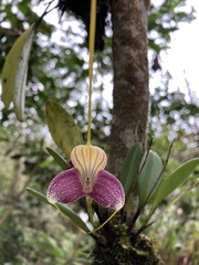 Masdevallia caudata