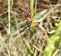 Cosmolestes pictus