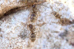Bothriomyrmex