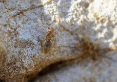 Bothriomyrmex