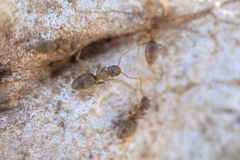 Bothriomyrmex