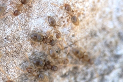 Bothriomyrmex
