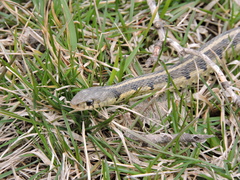 Thamnophis sirtalis