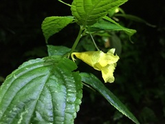 Impatiens tayemonii