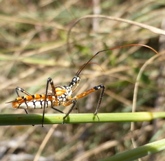 Cosmolestes pictus