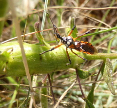 Cosmolestes pictus