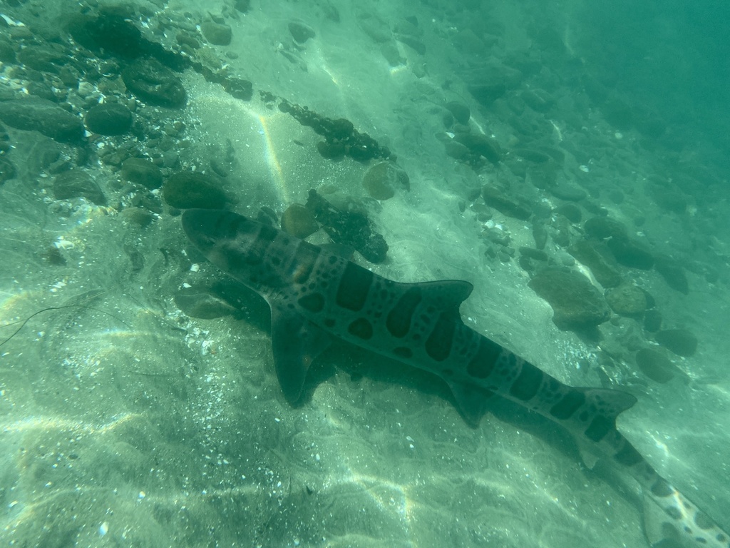Leopard shark cruising over sunlit sand in shallow water
