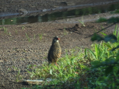 Perdicula erythrorhyncha