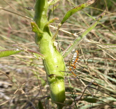 Cosmolestes pictus