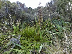 Aciphylla horrida