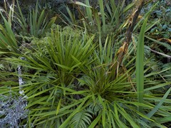 Aciphylla horrida