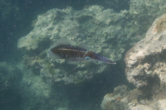 Sepioteuthis lessoniana