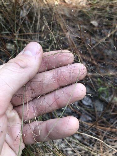 Cutover muhly (Muhlenbergia expansa)