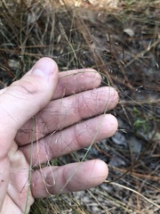 Muhlenbergia expansa