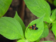 Calopteron bifasciatum