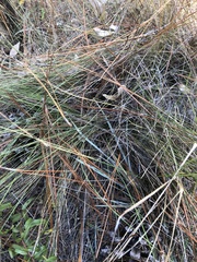 Muhlenbergia expansa