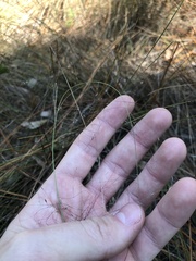Muhlenbergia expansa
