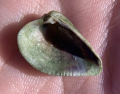 Anomalocardia cuneimeris