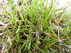 Schoenus breviculmis