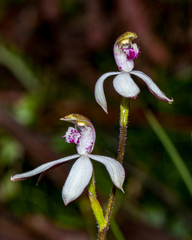 Caladenia gracilis