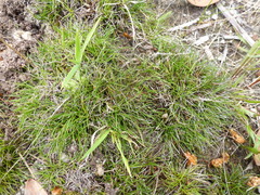 Schoenus breviculmis