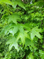 Liquidambar styraciflua