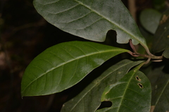 Quintinia verdonii