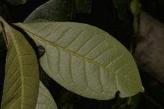Quintinia verdonii