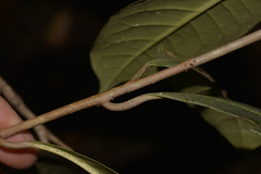 Quintinia verdonii