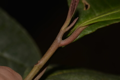Quintinia verdonii