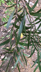 Acacia confusa