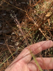 Digitaria cognata