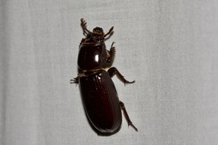 Aulacocyclus edentulus