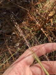 Digitaria cognata