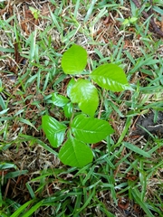 Toxicodendron radicans