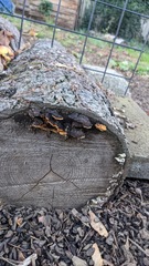 Fungi