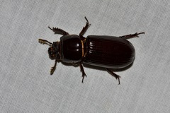 Aulacocyclus edentulus